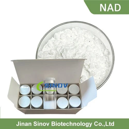 B Nicotinamide Adenine Dinucleotide